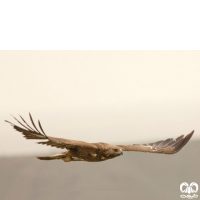 گونه عقاب طلایی Golden Eagle